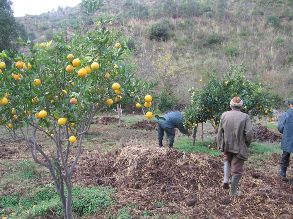 agriculture