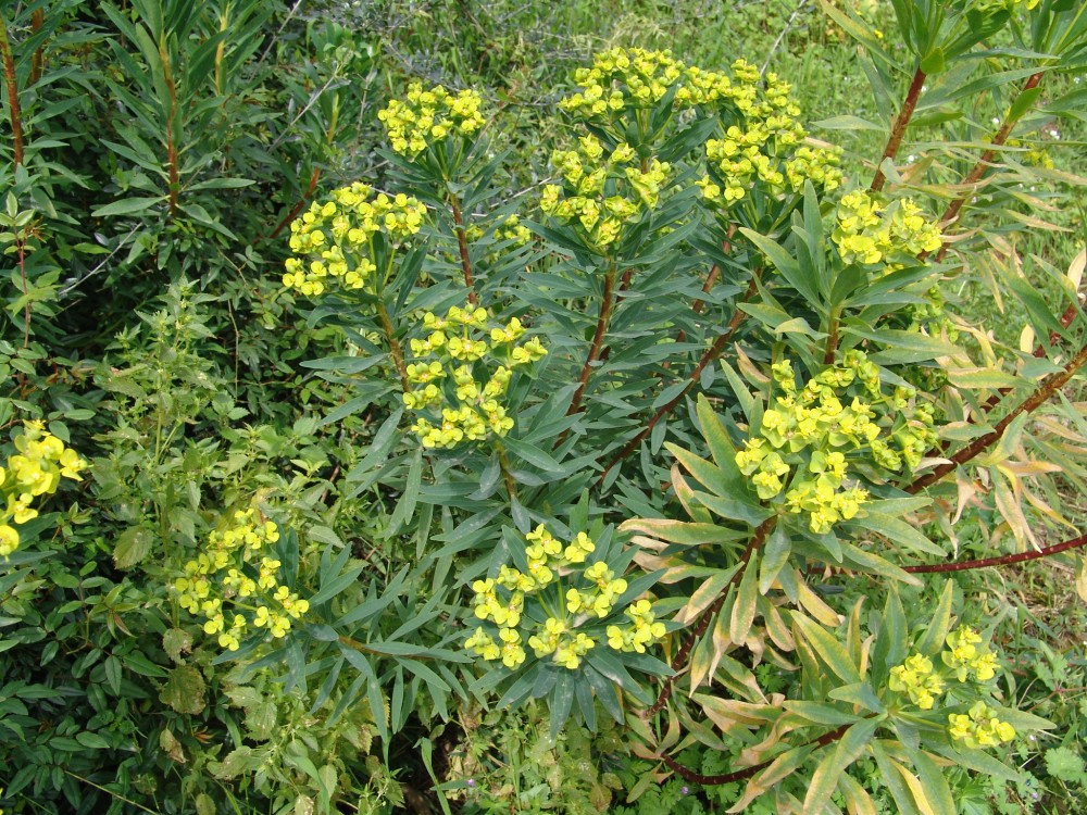 copie-de-euphorbia-dendroides-