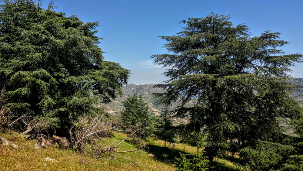 La Cedraie de Takoucht - Forêts et Natures à Béjaïa — photo 3