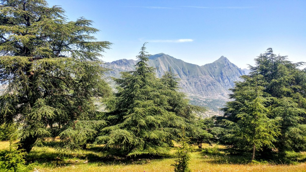 La Cedraie de Takoucht - Forêts et Natures à Béjaïa — photo 4