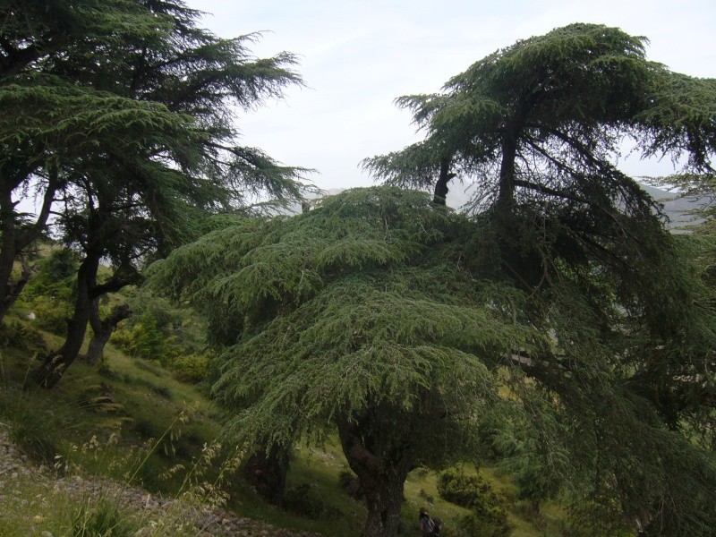 La Cedraie de Takoucht - Forêts et Natures à Béjaïa — photo 5