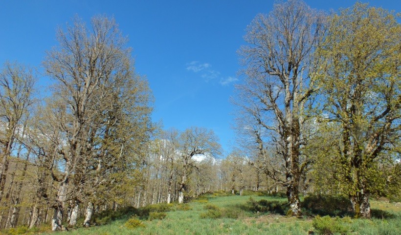 LE MASSIF FORESTIER DE L’AKFADOU - Forêts et Natures à Béjaïa — photo 2