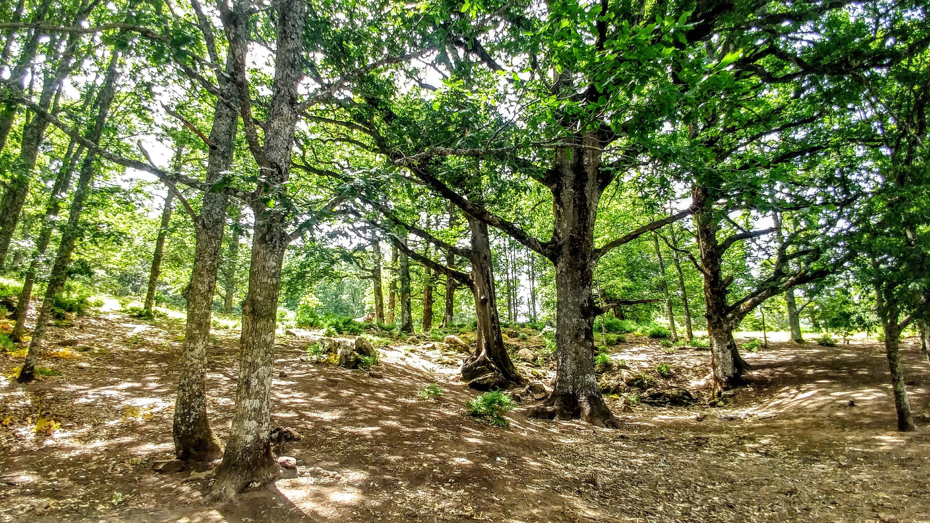 LE MASSIF FORESTIER DE L’AKFADOU