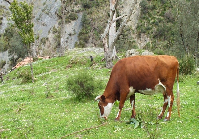 La montée blanche - ADRAR AMELLAL - Forêts et Natures à Béjaïa — photo 2