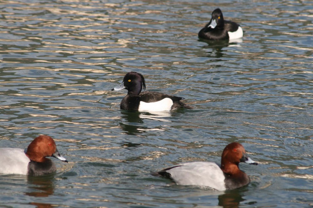 Le Lac Mézaia - Forêts et Natures à Béjaïa — photo 5