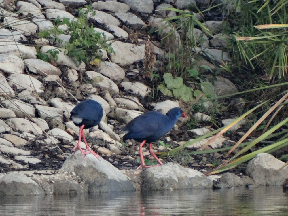 Le Lac Mézaia - Forêts et Natures à Béjaïa — photo 2