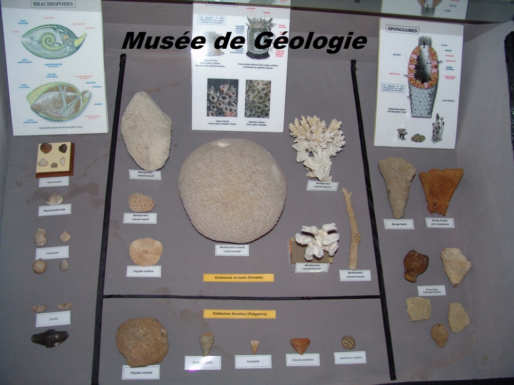 Le musée de géologie du Parc National du Gouraya - Musées et Galeries d'Art à Béjaïa — photo 2