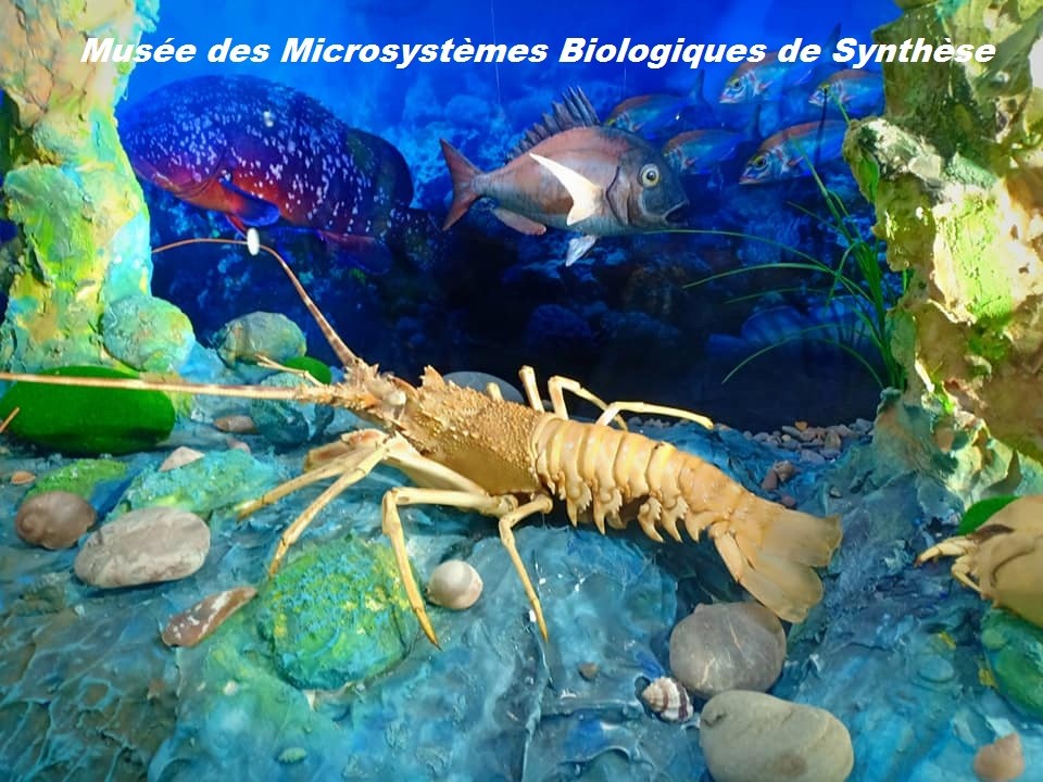 Le musée des Microsystèmes Biologiques de synthèse - Musées et Galeries d'Art à Béjaïa — photo 2