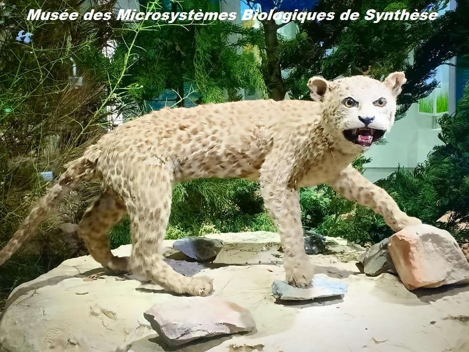 Le musée des Microsystèmes Biologiques de synthèse - Musées et Galeries d'Art à Béjaïa — photo 3