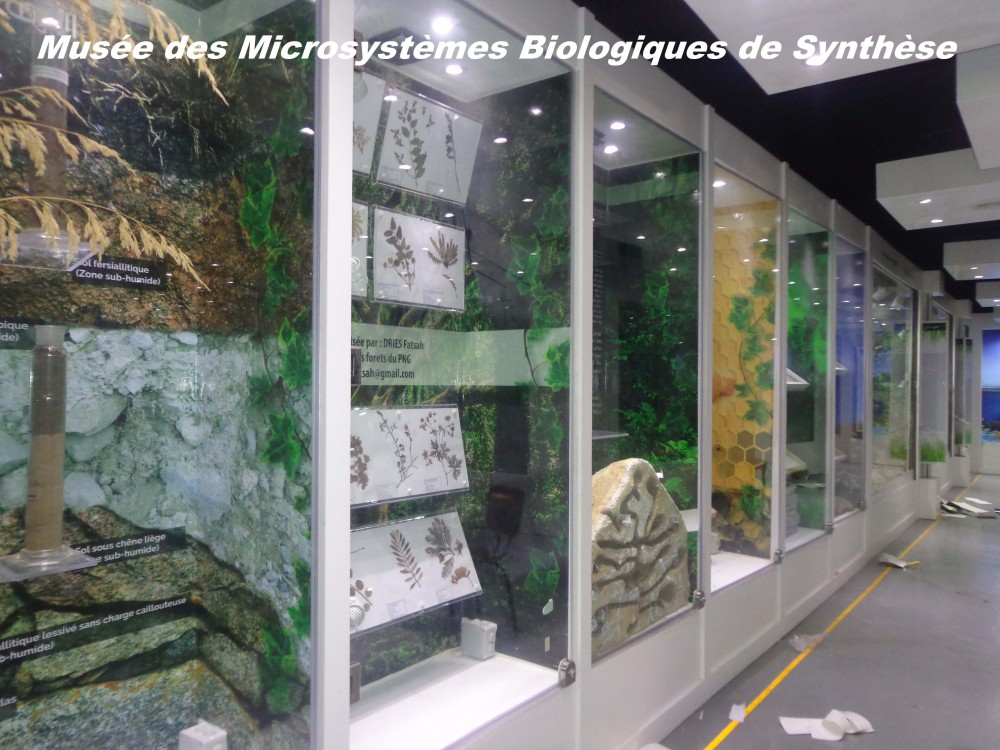 Le musée des Microsystèmes Biologiques de synthèse - Musées et Galeries d'Art à Béjaïa — photo 4