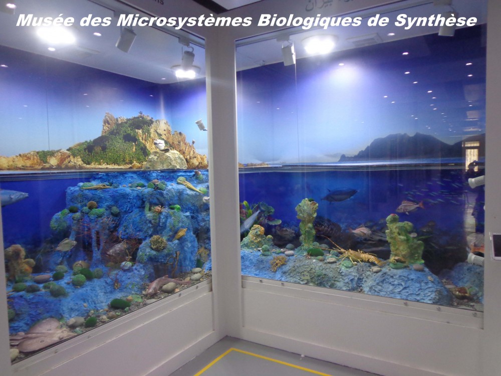 Le musée des Microsystèmes Biologiques de synthèse - Musées et Galeries d'Art à Béjaïa — photo 6